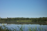 August 10, 2004 - If you click twice on this photo, you'll get a close up view of the pelicans flying across the water.