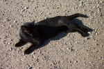 August 10, 2004 - Wolfgang the cat takes a short break in the middle of the road.  These morning walks in almost 30 degree weather can be a bit much for a furry creature.