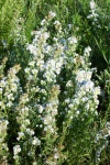 August 10, 2004 - Among the many wildflowers in central Alberta you'll find tiny asters.  These ones happen to be white, but you'll also come in purple and pink ones.