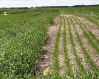 Highlight for album: Winter Wheat Saves Ducks