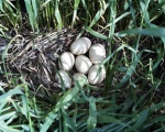 ww_ducknestfallryjune00 - A nest filled with duck eggs hidden in a grain field.