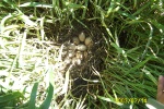 ww_DCP_1285 - During spring planting, the cultivator would normally destroy this nest.  However, if the farmer seeds his crop in the fall, it gets an early start and he doesn't have to disturb the nests in the spring.
