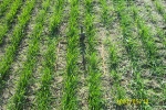 ww_DCP_1088 - A healthy crop of winter wheat gets a jumpstart on the spring growing season.