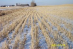 ww_DCP_0874 - Snow covers the winter wheat which has sprouted and lies dormant til spring.  The snow melt is often the only moisture many fields get.