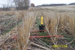 ww_DCP_0662 - Seeding among the stubble about an inch deep is optimum for winter wheat.  The standing stubble will catch the snow.