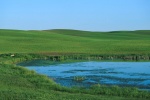 ww_coteau02 - A wetland in a farmers field.  Ducks will nest in the seeded upland where they find cover from predators.