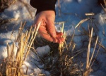 ww_AG_0045