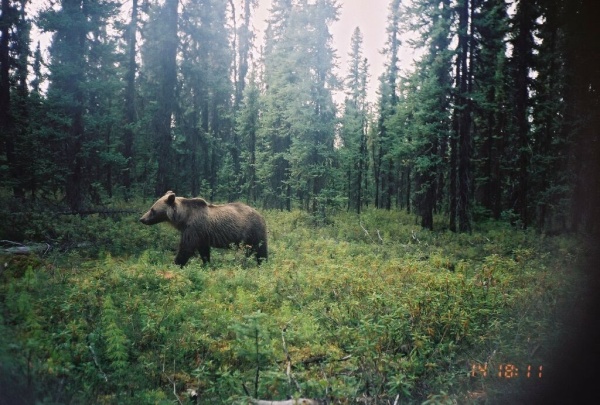 Bear on seismic line