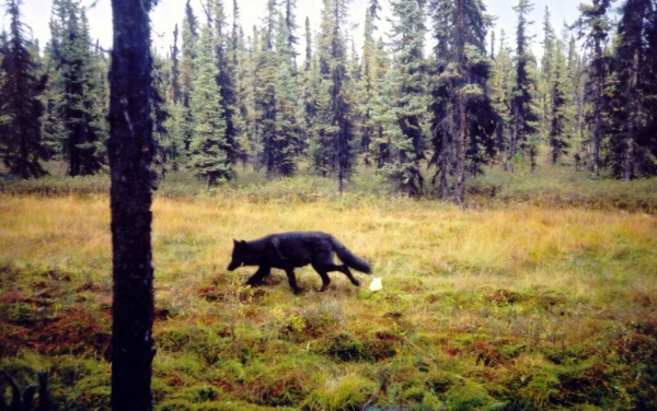 Wolf travelling down seismic line