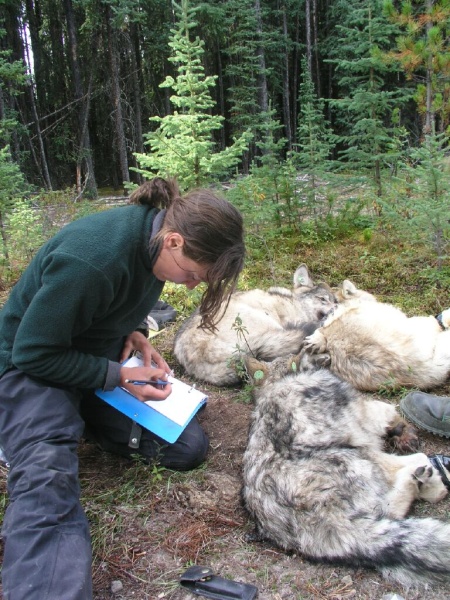 Layla Neufeld in the field take research notes of wolf cubs
