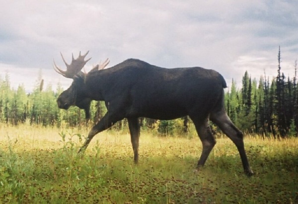 Moose using seismic line as a travel corridor