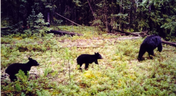 Black bear sow and two cubs travelling down seismic line