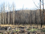 These are some of my radiocollared elk in the
Dogrib Burn - its not a great picture, but hey, they are wild.