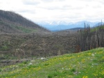 This picture clearly illustrates a previously cut, then
burned area in the Dogrib burn. You can see the post-harvest mounding in the
cutblock in the foreground that has been burned.