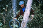 Biologist Dr. Michael Proctor prepares to string wire to construct a bait mound for grizzly bears.