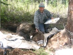 Michael puts a radio collar on a captured grizzly bear so the bear can be tracked for its movements across the landscape.