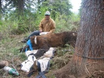 Michael collecting data from sedated grizzly bear