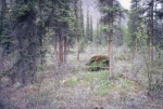 This is a wire bait mound.  A barbed wire fence corals a mount of debris which attracts bears.  The wire snags the bear hair which is then collected by scientists for DNA analysis.  The mound is scented with rotten blood and
fish.
