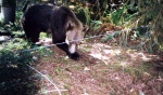 Bear trying to slip under the wire at a bait mound. Photo credit: Stephan Himmer