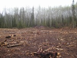 Non-stripped site after snowmelt