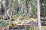 May 5, 2005 - Wagner Natural Area is a fen where black and white spruce grow in the moist areas, moss covering the downed woody debris, and marsh marigolds bloom in tiny shaded pools beside the trail.