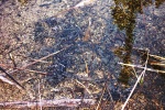 May 5, 2005 - These strings of toad eggs are already about a week old and visibly maturing