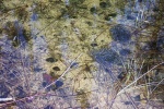 May 5, 2005 - The red blob in the lower left corner is a wood frog sitting under the water, hoping it won't be noticed.  Beside it to the right are masses of wood frog eggs