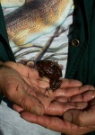 May 5, 2005 - Wayne Roberts holds a reddish wood frog in his hands
