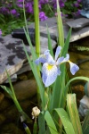 June 2005 - Flag iris blooming in the pond