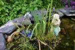 June 2005 - The plants in the pond are doing really well this summer.  The reeds overwintered successfully.