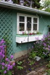 June 2005 - As always, the sweet rockets, a biennial heritage flower, are the first flowers to brighten the garden.  This year I have planted purple wave petunias in the garage window boxes as well as on the ground.