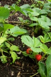 June 2005 - The first fruit of summer.  Finally, a strawberry patch that works!