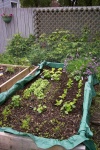 June 2005 - Lettuce makes a valiant start in the raised bed.