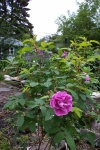 June 2005 - The Therese Bugnet rose in bloom.