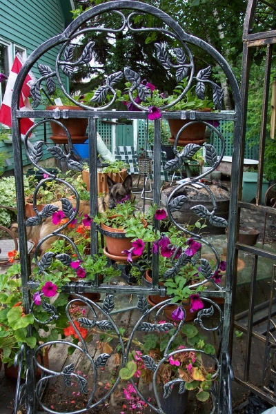 June 2005 - More purple wave petunias.  I'm hoping that by summer's end, this planter will be a wall of colour.