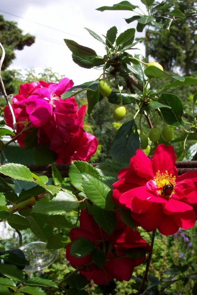 July 2, 2005 - The bees love the flower on the Henry Kelsey.  I'm hoping they'll attract some hummingbirds to the garden.