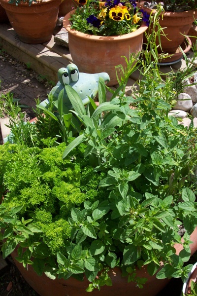 July 2, 2005 - The herbs planted in this urn are doing very well.  There's parsley, oregano, sage, tarragon, marjoram, and rosemary.