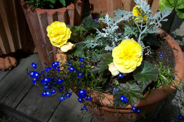 July 2, 2005 - A pot of yellow begonias brightens a shady spot on the side patio.