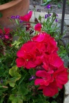 July 2, 2005 - It was love at first sight when I saw this fluorescent fuschia coloured geranium in the greenhouse.