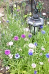 JUly 2, 2005 - These batchelor buttons have seeded themselves for several years.