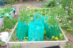 July 2, 2005 - Kozy Kotes gave the tomatoes an extra boost in the spring.