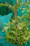 July 2, 2005 - Flowers are starting to form on the tomatoes.