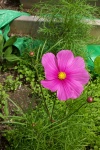 July 2, 2005 - I've been growing cosmos for as long as I've had gardens.  The ferny leaves make a great green addition to any bouquet.  "Sensation" is my favourite variety of cosmos.