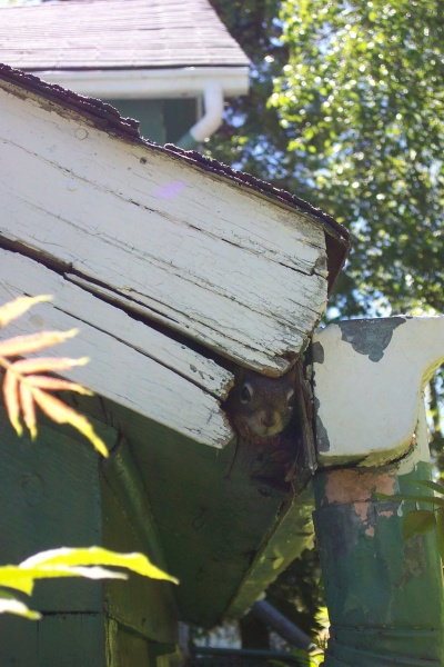 May 2005 - Baby squirrel poking it's head out of the nest under my eaves, waiting for mom to return.  Today the squirrels are being moved across the yard to a new nest.