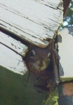 May 2005 - The curious baby squirrel
