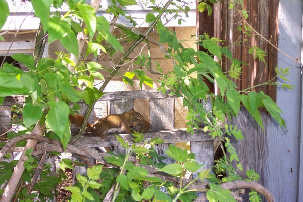 May 2005 - Momma squirrel carrying one of her babies to a new nest