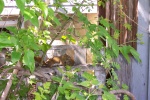 May 2005 - Momma squirrel carrying one of her babies to a new nest