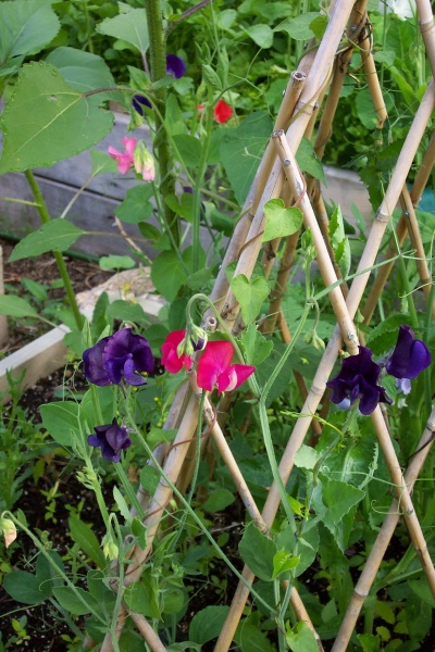 July 18 2005 - Sweetpeas have one of the most wonderful scents in the garden.  Many many many years ago, on one of my very first adventures away from home, I spent some time in Vancouver.  And I bought a tea tin covered with sweetpeas at Murchies on Robson Street.  I still have that tea tin in my kitchen.