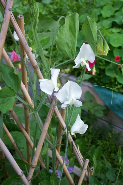 July 18, 2005 - Sweetpeas grow well around garden tipi's.  This one is made of bamboo fashioned in an "expandable" tipi.
