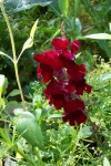 July 29, 2005 - Red Rocket snapdragons grow in the cutting bed.